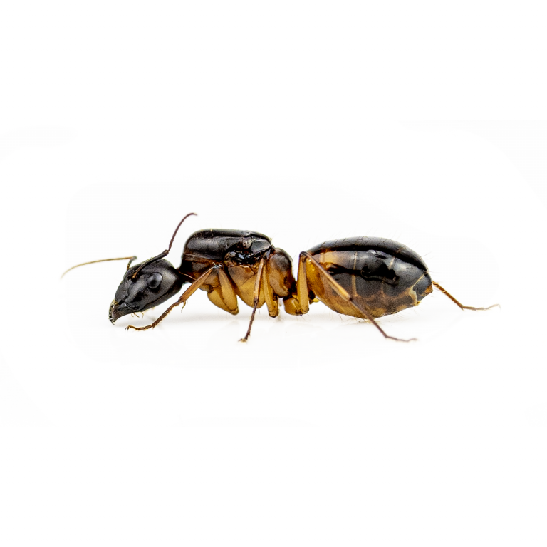 Camponotus sanctus